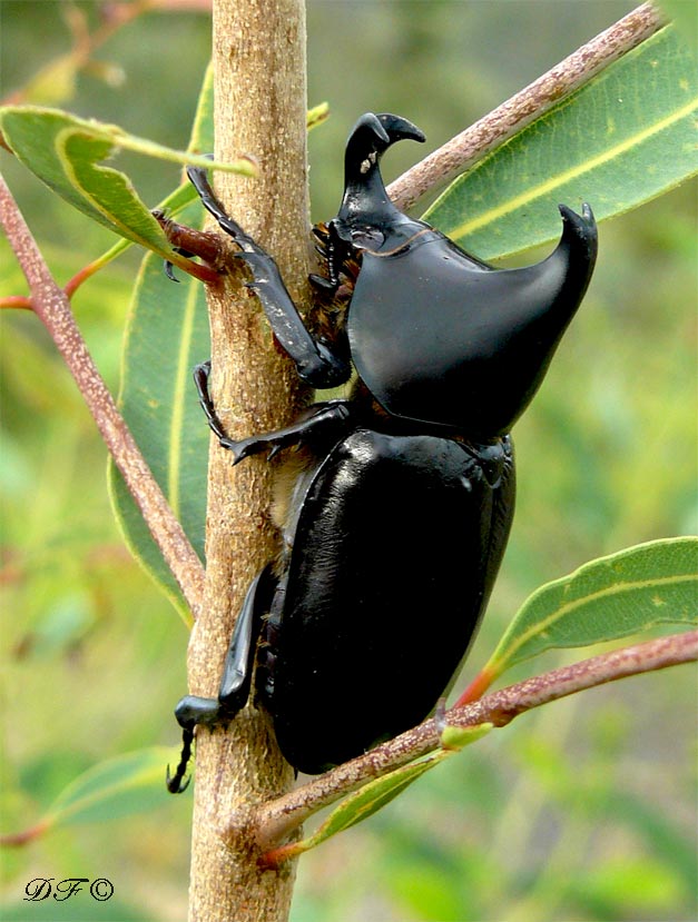 Beetles3